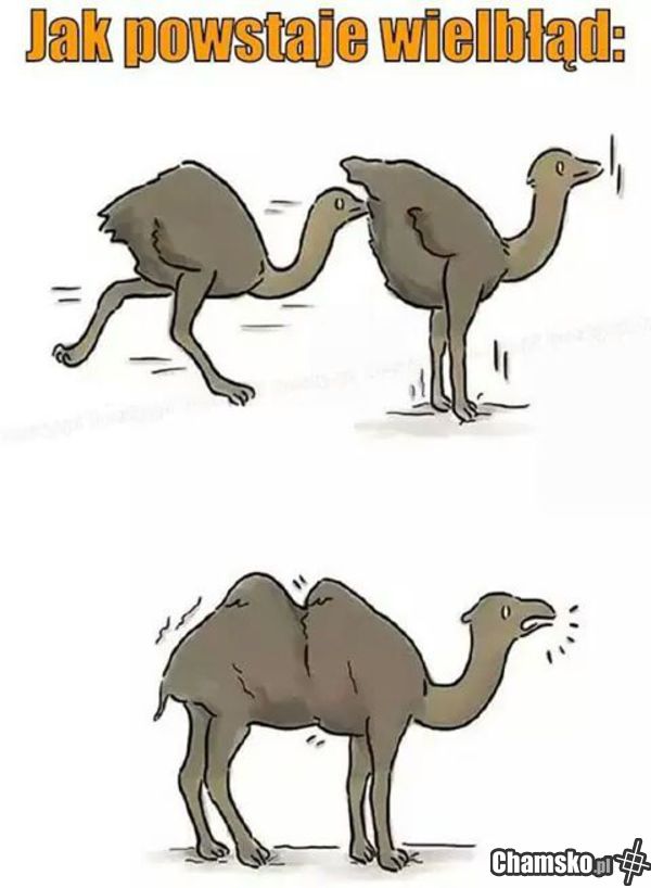 Wielbłąd