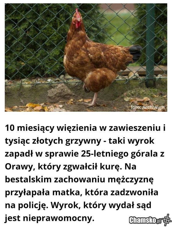 POLSKA. Kraj w którym kura ma większe prawa niż płód
