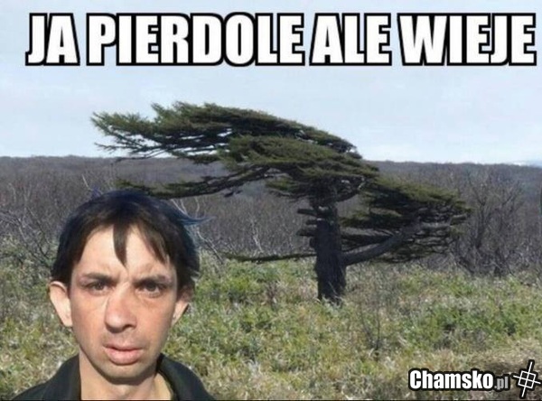 Wieje