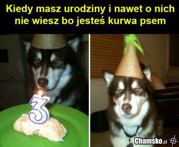 Psy tak mają ...