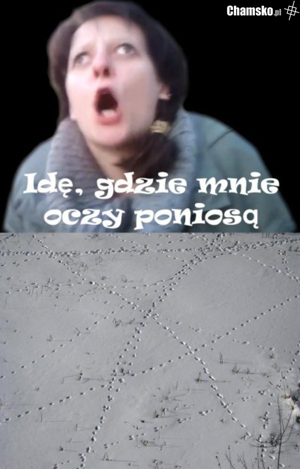 oczy kobry