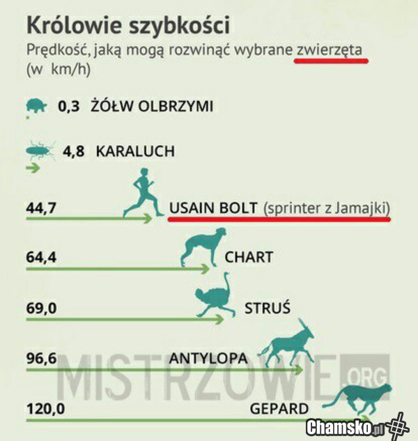 Zwierzęta