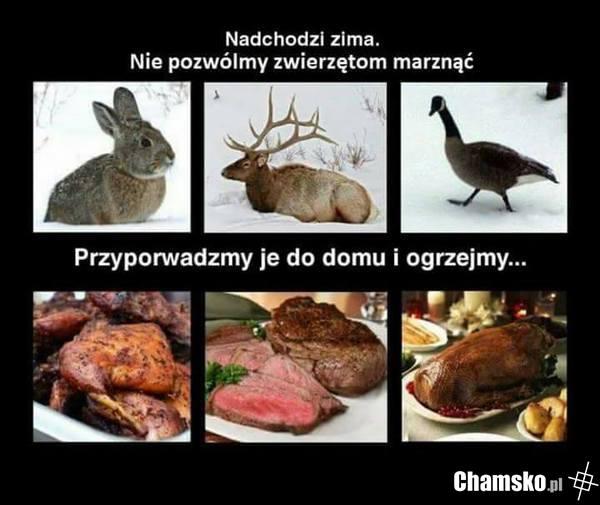 Troszczmy się o zwierzątka