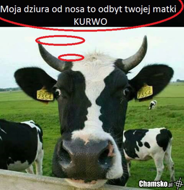 Twoja chamska stara