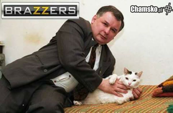 Kotek
