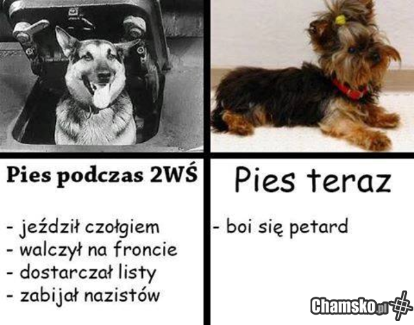 Rzucajcie psom petardy