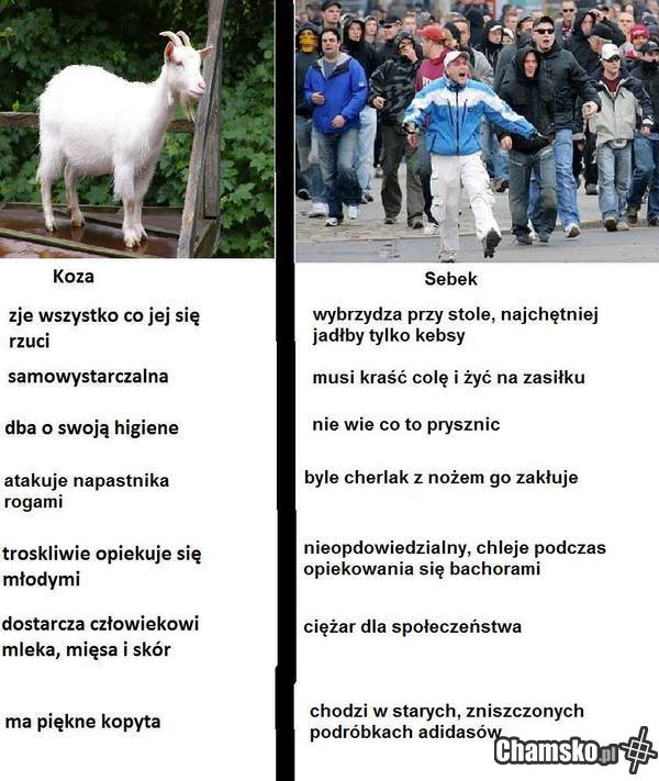 Koza vs. Sebek