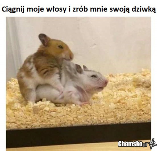 Boże co te chomiki!