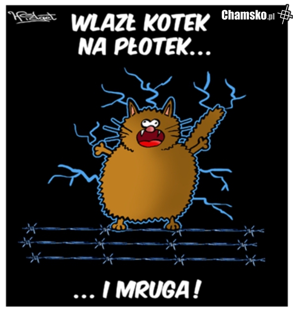 Dzień Kota