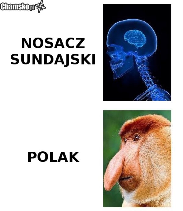 nosacz