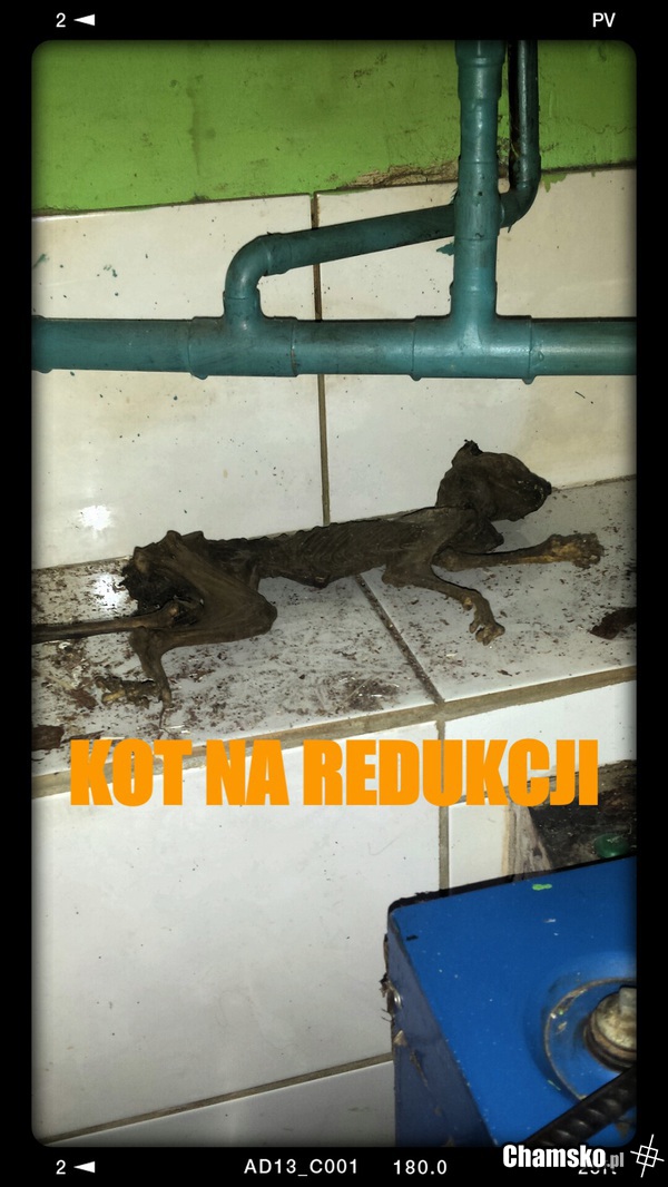 Kot na redukcji