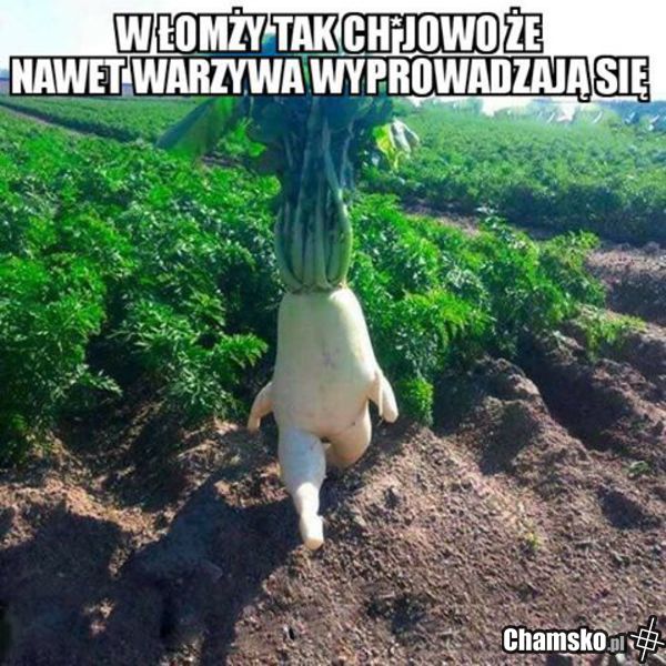 hujowa łomrza vol. 5451257