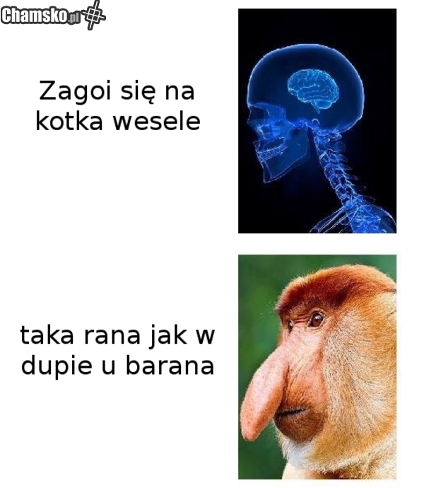 polak
