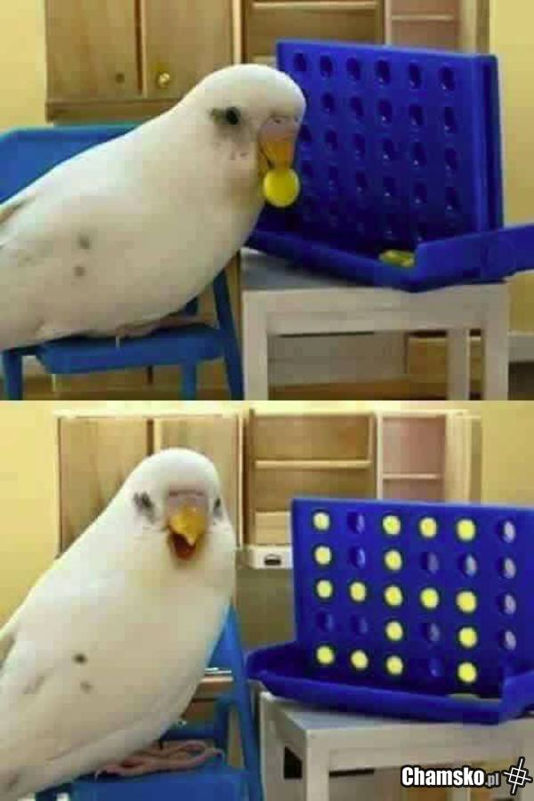 Papuga też jest za obozami ( ͡° ͜ʖ ͡°)