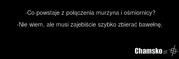 -Co powstaje z połączenia murzyna i ośmiornicy? -Nie wiem, ale musi zajebiście szybko zbierać bawełnę.