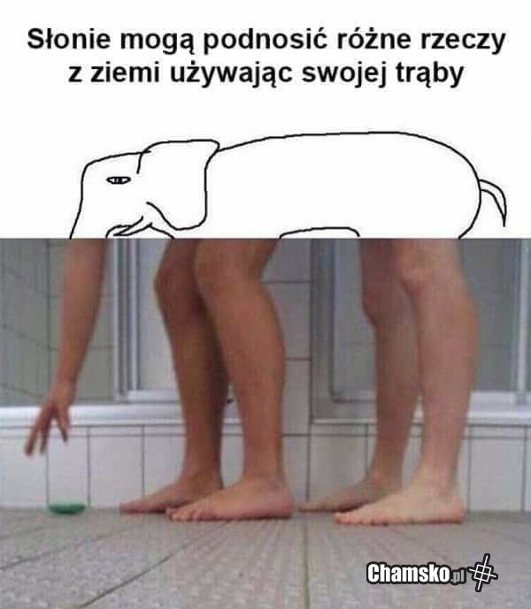 Co te słonie