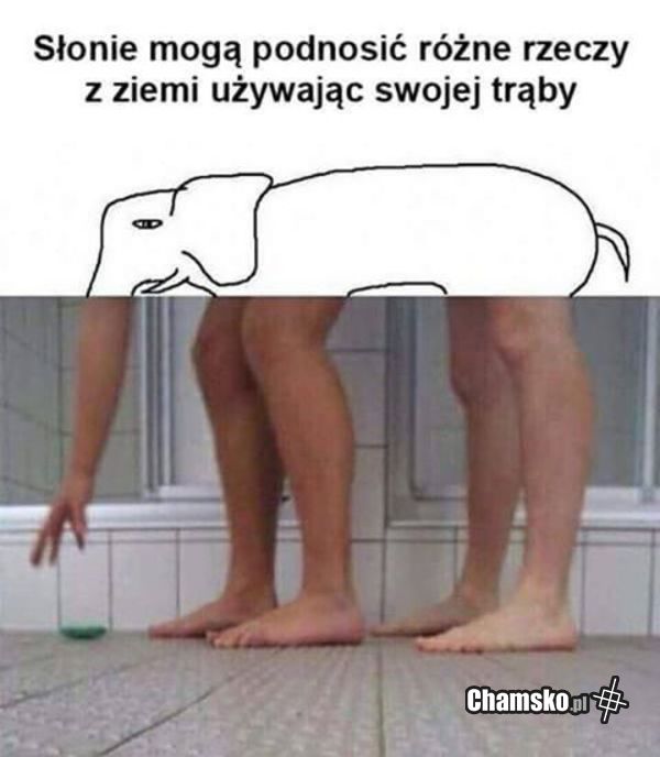 Słoń
