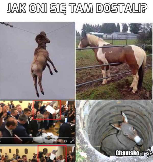 nowoczesny sejm xD