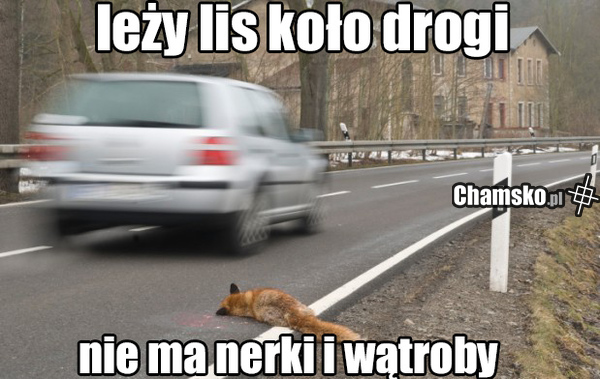 Lisek koło drogi