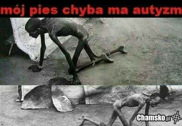 Mój pies....