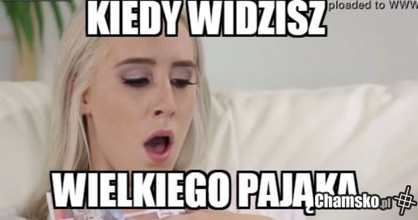 pająk