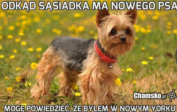 Wy też kochacie psy? ( ͡° ͜ʖ ͡°)