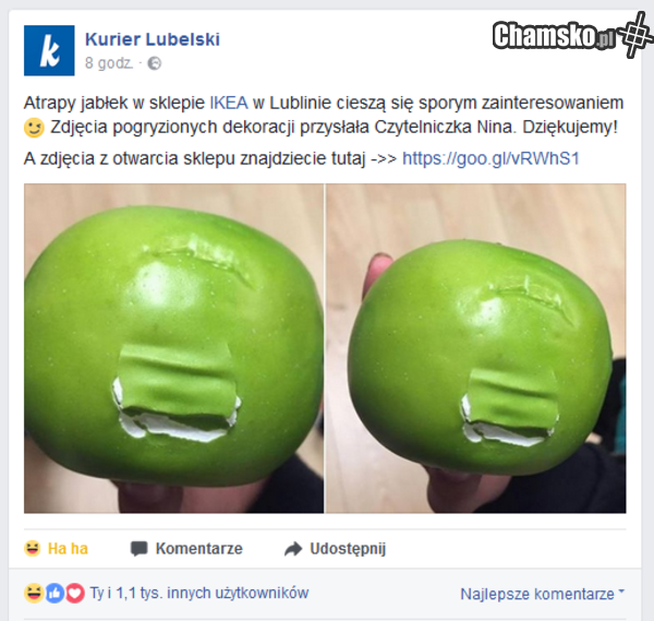 Polaczki cebulaczki.
