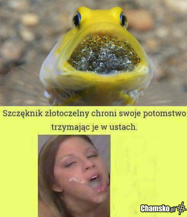 Szczęknik