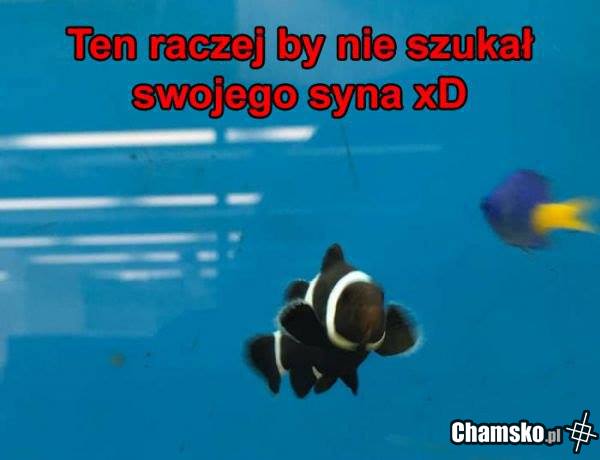 Rybka musi pływać