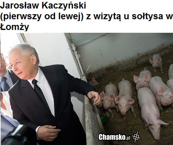 kaczynski? który to? bo podobno świnia....