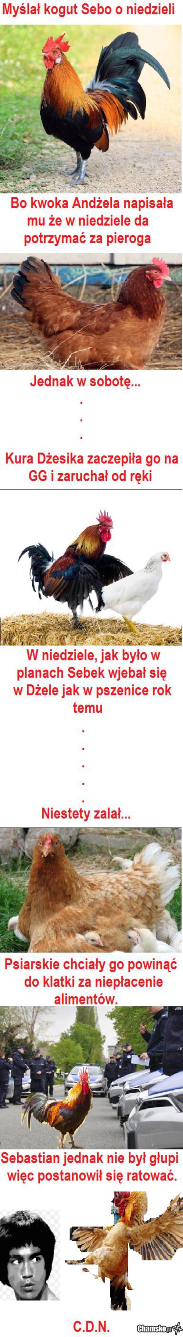 a o kogucie znasz?