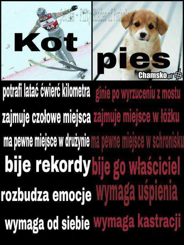 Kot i pies