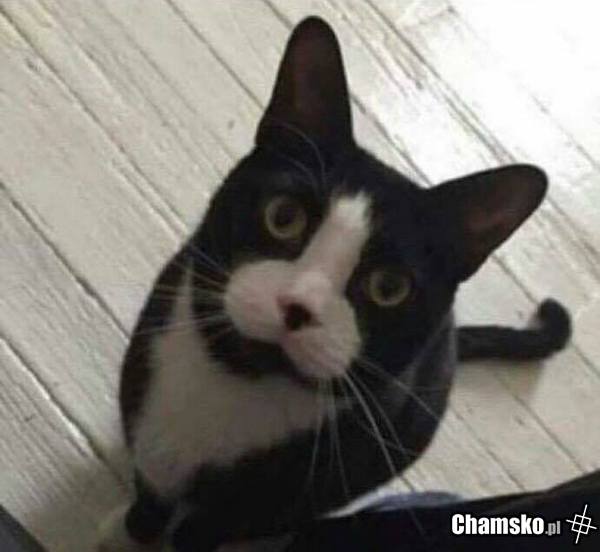 Kotas