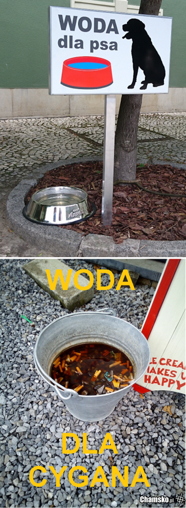 Woda dla czworonoga