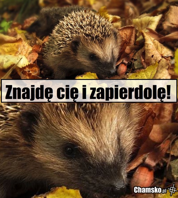 Jeżyk