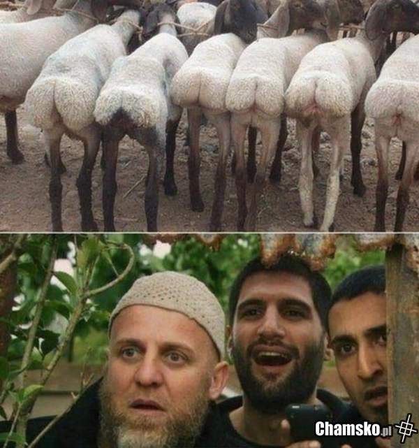 Miss Syria 2018