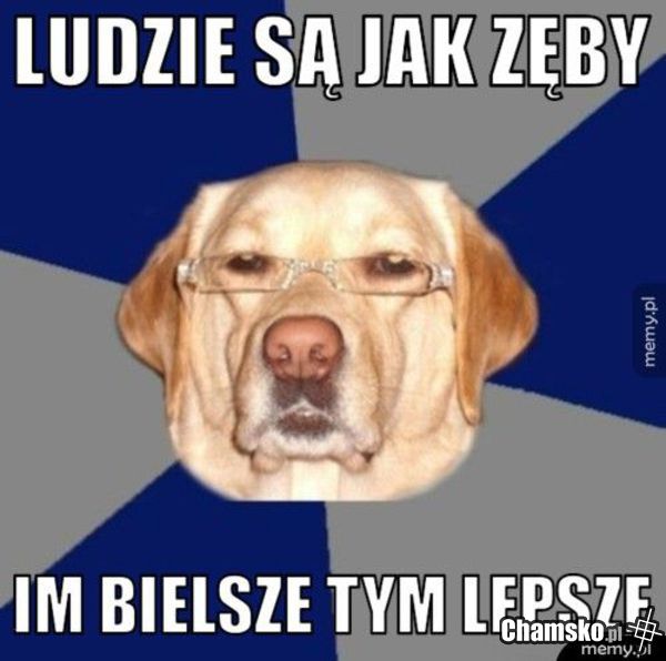 :)mądry piesek
