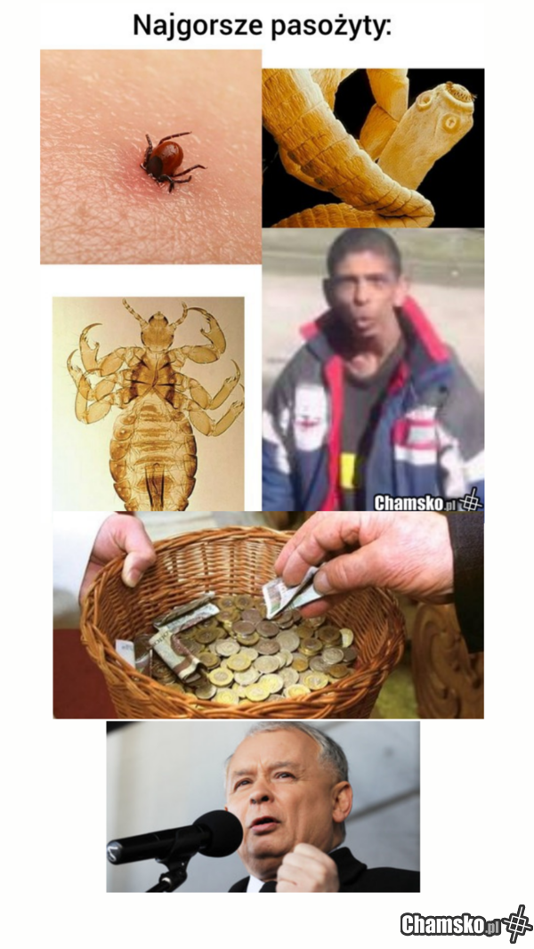 Najgorsze posożyty
