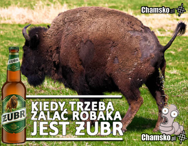 Kiedy trzeba zalać robaka