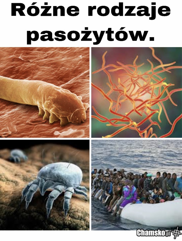 Pasożyty
