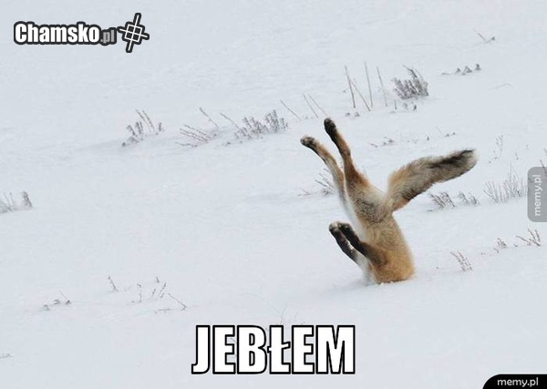 Jebłem
