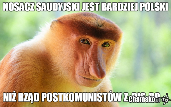 Przemyślenia ...