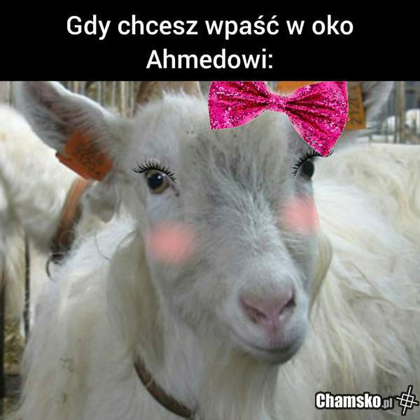 Gdy chcesz się mu podobać