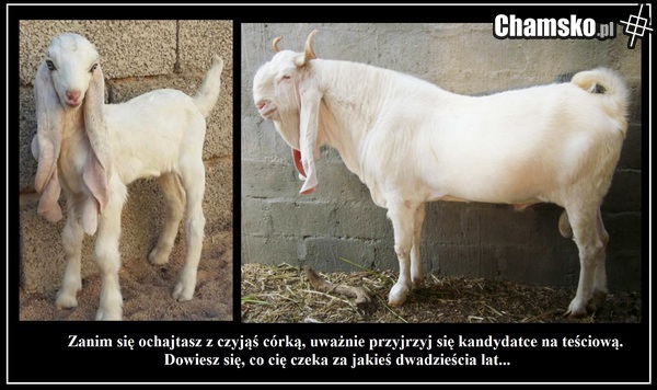 Jaka marchew taka nać. Jaka córka taka mać.