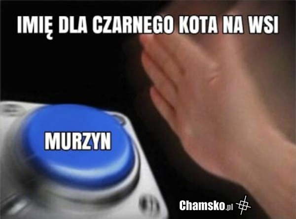 Czarny kot na wsi