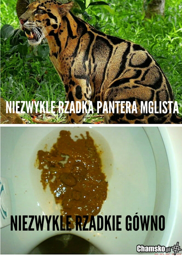 Rzadko