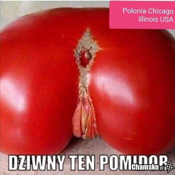 Pomidor kusiciel