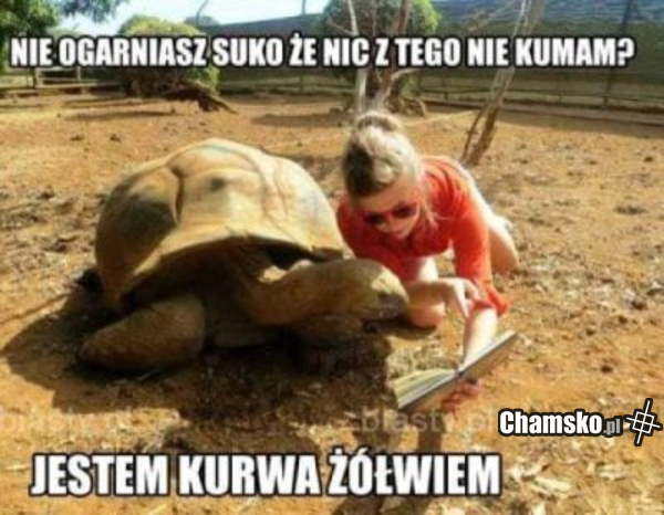 Żółw