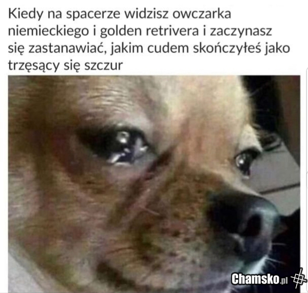 Pieseł