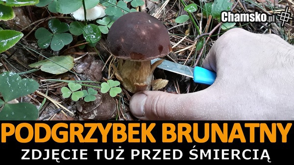 Podgrzybek brunatny